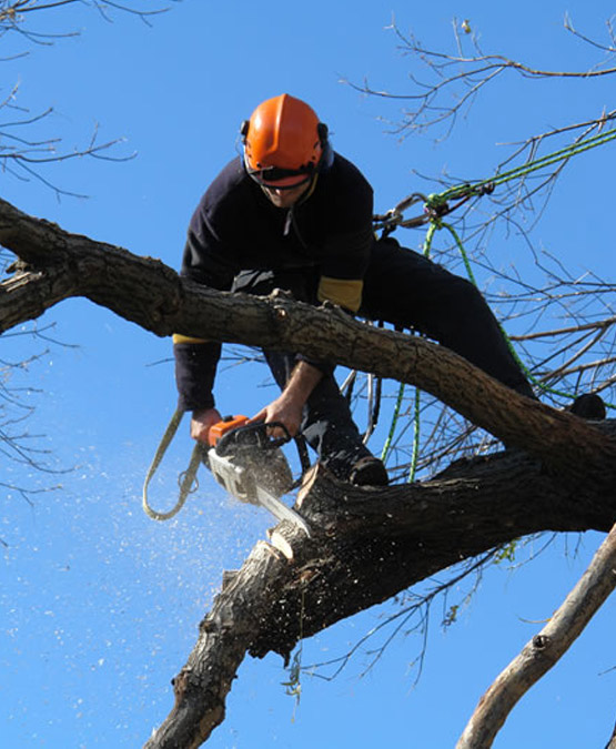 Rizikové kácení stromů v Olomouci